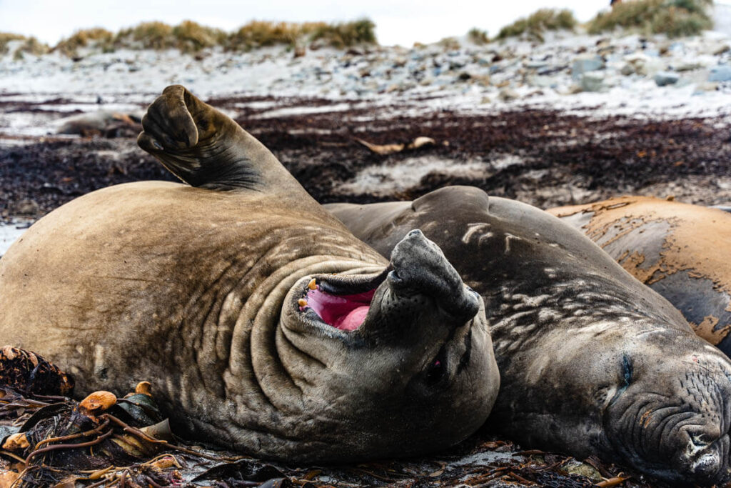 Wildlife in the Falkland Islands — penguins, albatross and elephant seals
